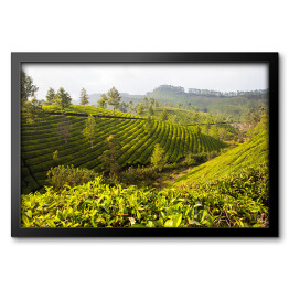 Obraz w ramie Herbaciane plantacje w Munnar, Indie