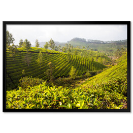 Plakat w ramie Herbaciane plantacje w Munnar, Indie