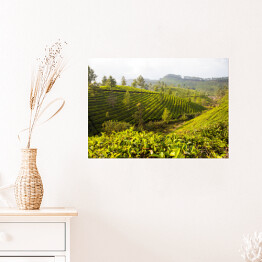 Plakat samoprzylepny Herbaciane plantacje w Munnar, Indie