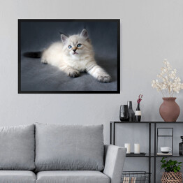 Obraz w ramie Syberyjski kot z ciemnym ogonem
