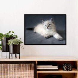 Plakat w ramie Syberyjski kot z ciemnym ogonem