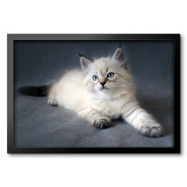 Obraz w ramie Syberyjski kot z ciemnym ogonem