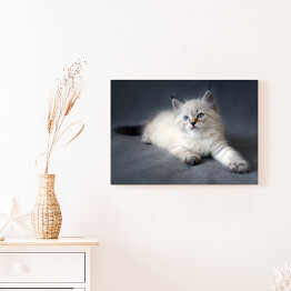Obraz na płótnie Syberyjski kot z ciemnym ogonem