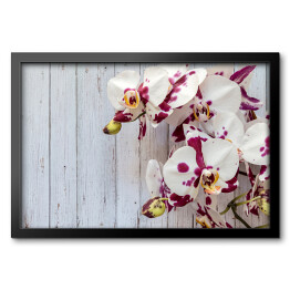 Obraz w ramie Kwiaty biało purpurowych orchidei