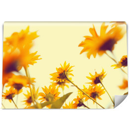 Fototapeta Żółty kwitnący rumianek na jasnym tle