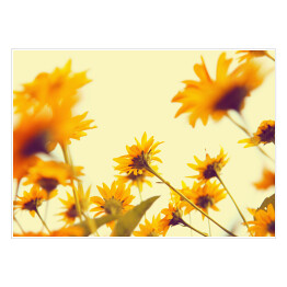 Plakat Żółty kwitnący rumianek na jasnym tle