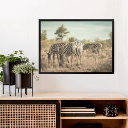 Obraz w ramie Stado zebr w buszu, RPA