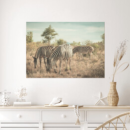 Plakat Stado zebr w buszu, RPA