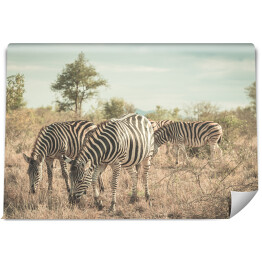 Fototapeta Stado zebr w buszu, RPA