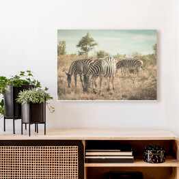 Stado zebr w buszu, RPA