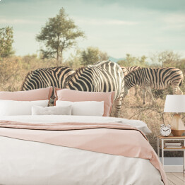 Stado zebr w buszu, RPA