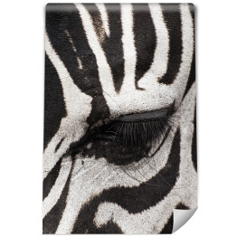 Oko zebry