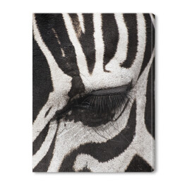 Obraz na płótnie Oko zebry