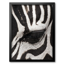 Obraz w ramie Oko zebry