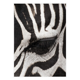 Plakat samoprzylepny Oko zebry