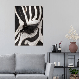 Plakat Oko zebry