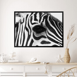 Obraz w ramie Zebra w odcieniach szarości