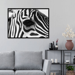 Plakat w ramie Zebra w odcieniach szarości