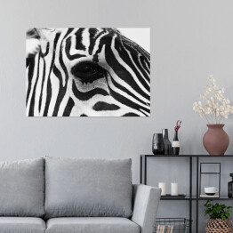 Plakat samoprzylepny Zebra w odcieniach szarości