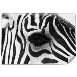 Zebra w odcieniach szarości