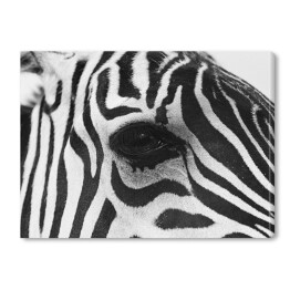 Obraz na płótnie Zebra w odcieniach szarości