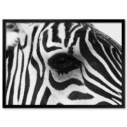 Plakat w ramie Zebra w odcieniach szarości
