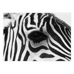 Plakat Zebra w odcieniach szarości