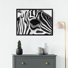 Obraz w ramie Zebra w odcieniach szarości