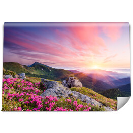 Fototapeta Krajobraz z kwiatami w górach