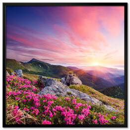 Plakat w ramie Krajobraz z kwiatami w górach