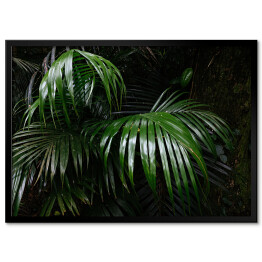 Plakat w ramie Tropikalna przyroda
