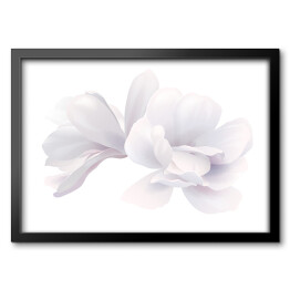 Obraz w ramie Biała piękna magnolia na białym tle