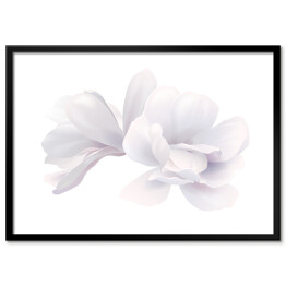 Biała piękna magnolia na białym tle