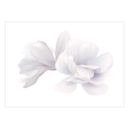 Biała piękna magnolia na białym tle