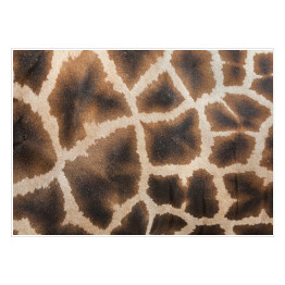 Plakat Skóra żyrafy - tekstura 