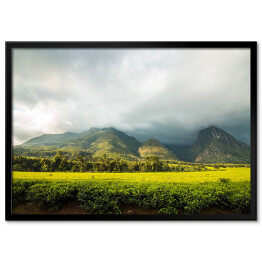 Plakat w ramie Góra Mlandżi z plantacją herbaty i pochmurnym niebem