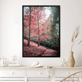 Obraz w ramie Chodnik i czerwone drzewo jesienią