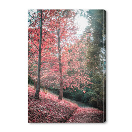 Obraz na płótnie Chodnik i czerwone drzewo jesienią