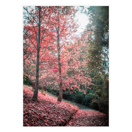 Plakat Chodnik i czerwone drzewo jesienią