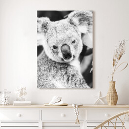 Obraz na płótnie Koala na eukaliptusowym drzewie w odcieniach szarości