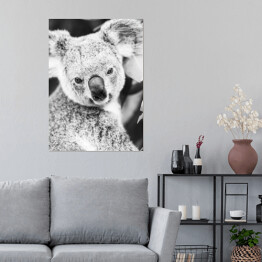 Plakat samoprzylepny Koala na eukaliptusowym drzewie w odcieniach szarości