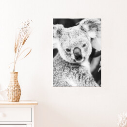 Plakat samoprzylepny Koala na eukaliptusowym drzewie w odcieniach szarości