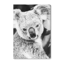Obraz na płótnie Koala na eukaliptusowym drzewie w odcieniach szarości