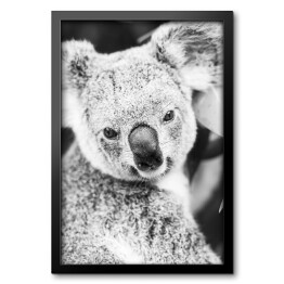 Obraz w ramie Koala na eukaliptusowym drzewie w odcieniach szarości