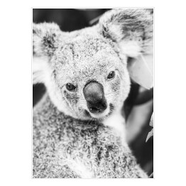 Plakat Koala na eukaliptusowym drzewie w odcieniach szarości