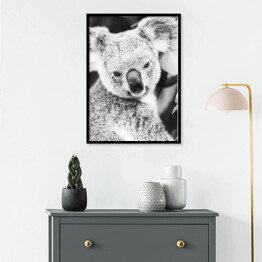 Plakat w ramie Koala na eukaliptusowym drzewie w odcieniach szarości