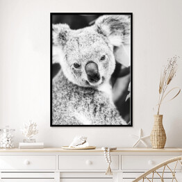Plakat w ramie Koala na eukaliptusowym drzewie w odcieniach szarości