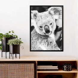 Obraz w ramie Koala na eukaliptusowym drzewie w odcieniach szarości