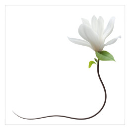 Plakat samoprzylepny Delikatna biała magnolia