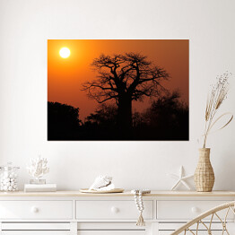 Plakat Baobab na tle słońca, Południowa Afryka